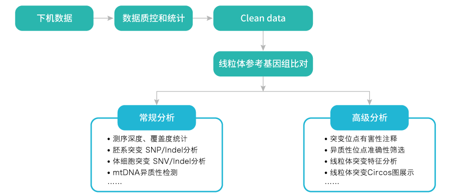 线粒体突变分析-数据分析-K8凯发国际基因 线粒体突变分析-数据分析-K8凯发国际基因