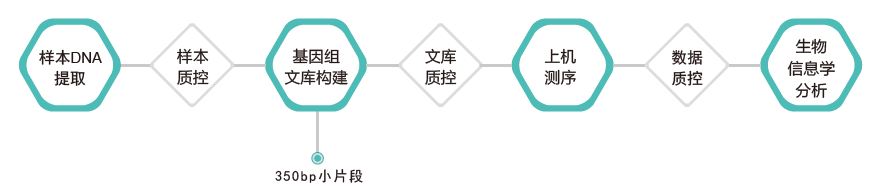 全基因组重测序-技术路线-K8凯发国际基因 全基因组重测序-技术路线-K8凯发国际基因