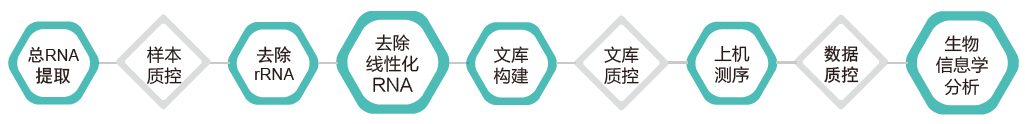 环状RNA(circRNA)测序-技术路线-K8凯发国际基因 环状RNA(circRNA)测序-技术路线-K8凯发国际基因