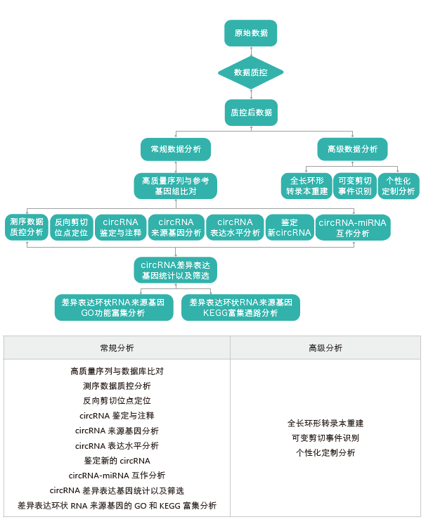 环状RNA(circRNA)测序-生信分析流程-K8凯发国际基因 环状RNA(circRNA)测序-生信分析流程-K8凯发国际基因