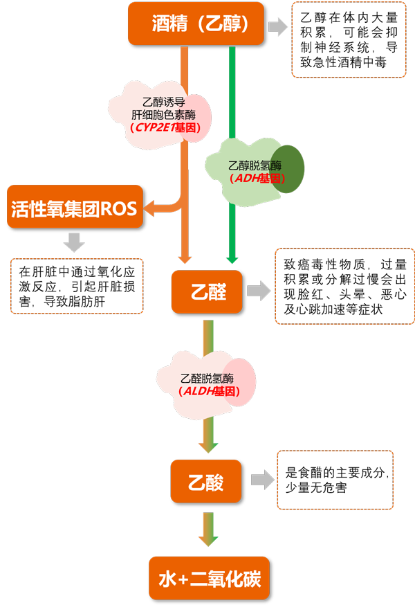 酒精代谢途径——K8凯发国际基因